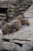 2015_05_28_Zoo_Emmen_013