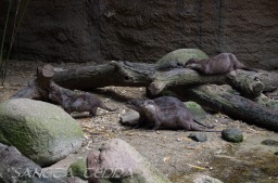 2015_05_28_Zoo_Emmen_033