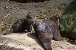 2015_05_28_Zoo_Emmen_034