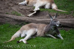 2015_05_28_Zoo_Emmen_039