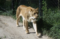 2015_05_28_Zoo_Emmen_075