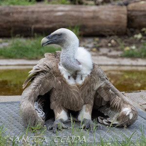 Zoo Duisburg Article