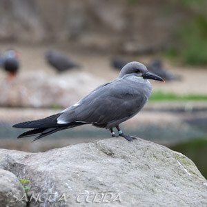 Zoo Rheine Artikel